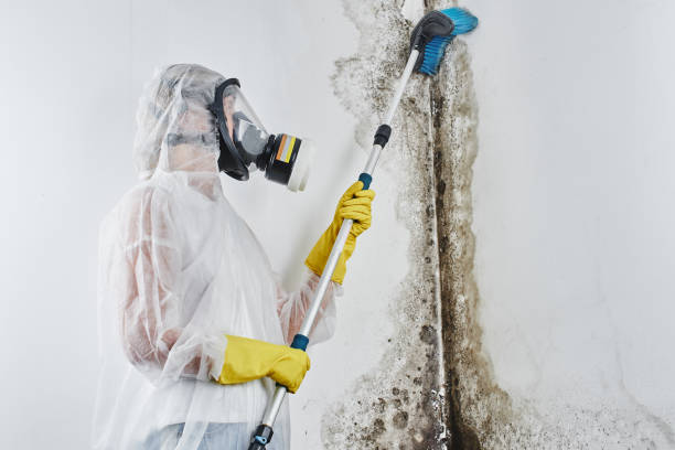 Best Mold Damage Repair  in Merced, CA