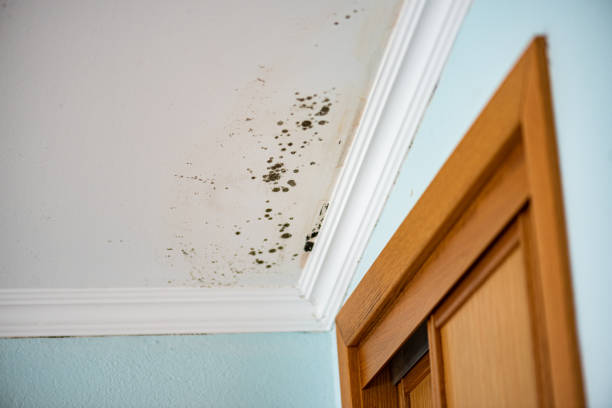 Best Fast Mold Removal  in Merced, CA