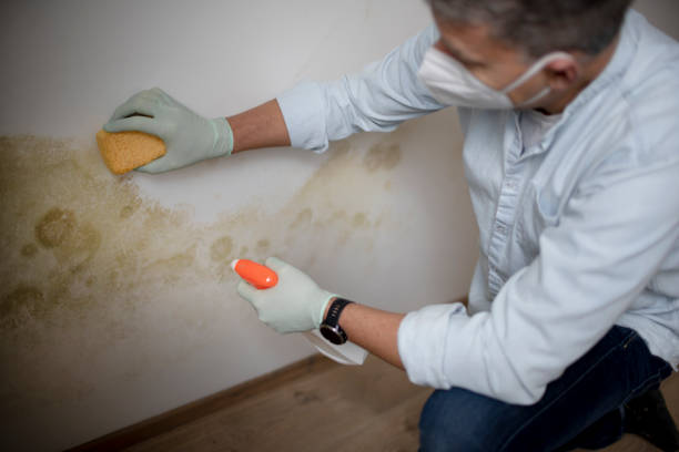 Best Mold Removal and Inspection  in Merced, CA